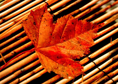 red maple leaf