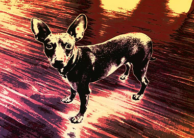 Maggy small lovely dog