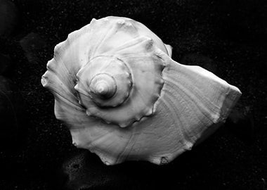 Shell No.6, a black and white fine art print of a shell ...