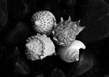 Shell No.5, a black and white fine art print of a shell ...