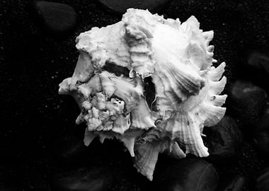 Shell No.1, a black and white fine art print of a shell ...