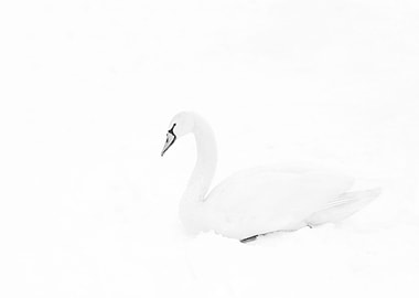This swan was sitting quietly on a snow covered frozen ...