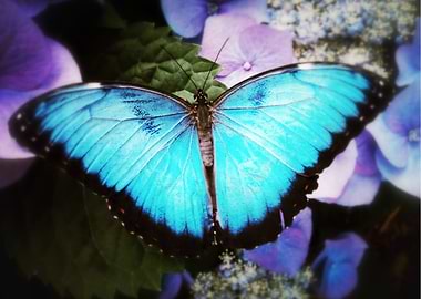 Morpho Bleu