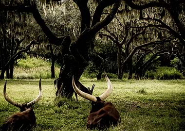 Digital photograph shot with Canon DSLR and vintage Hel ...