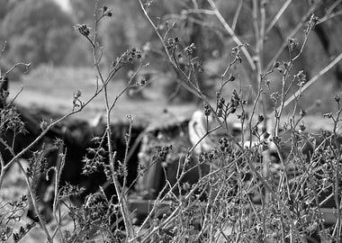 TRABAJOS EN EL CAMPO MEXICANO