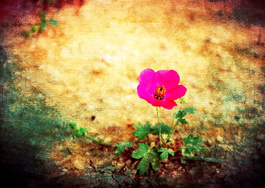 'Nature finds its way' - Photo of a lovely flower I fou ...