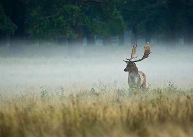 a fallow deer in the wild on a cold misty morning