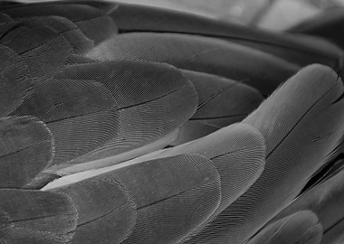 The feathers on the back of a parrot. Or everything el ...