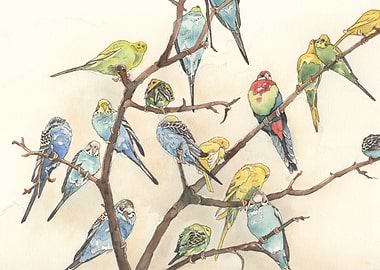 Parakeets