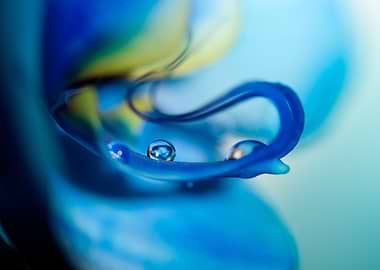 Water Droplets On A Blue Orchid