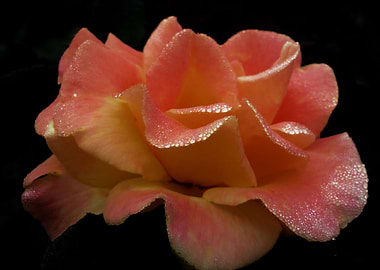 Rose Of Dew