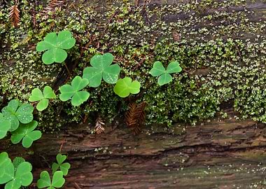 Lichen and Clovers