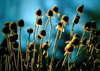 The Light of the Sun