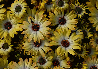 Sun is on the flowers too.