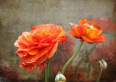 Orange Rose from Bud to Bloom