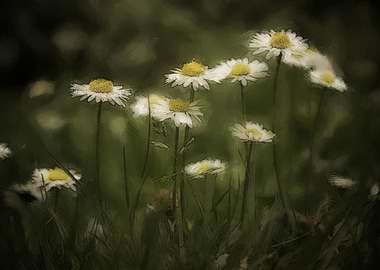 Daisy in the Meadow