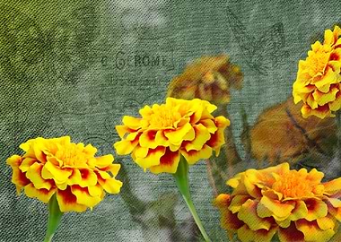 Vintage Touched Marigolds