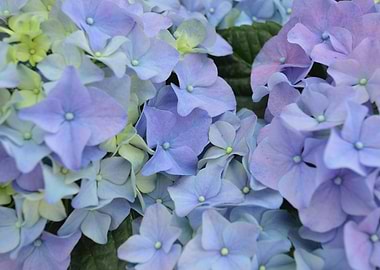 Blue flowers shine on sunny days