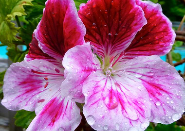 Pelargonio After the Rain