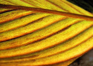 Leaf Abstract
