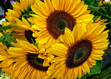 Three Sunflower Blossoms
