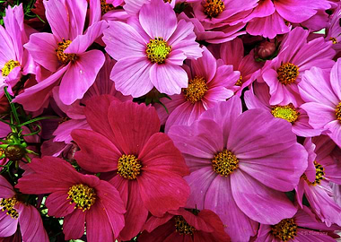 Pink and Magenta Cosmos