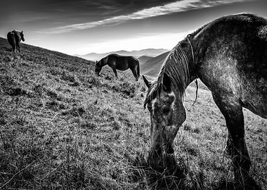 What Happiness Means