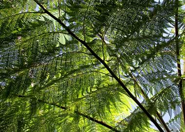 Nature's Veil