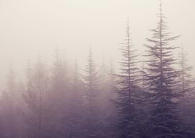 Field of poppies in the lake