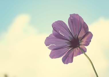 Torn but Never Broken