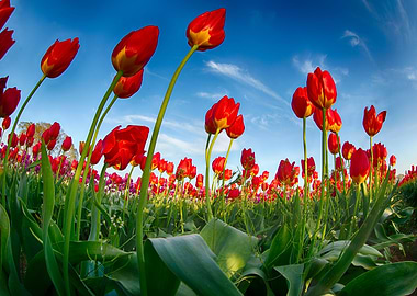 Looking Toward the Sun