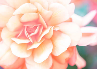 Pastel Rose