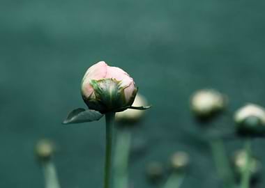 Minimalist Pale Pink Peony on Teal Blue Green