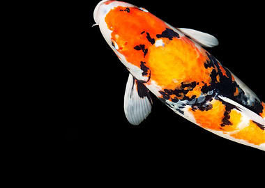 Koi Head
