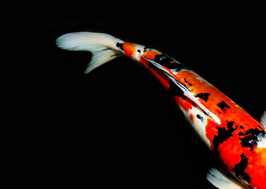 Koi Tail #1