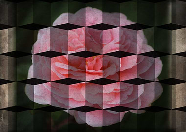 Pink Rose in Cubes
