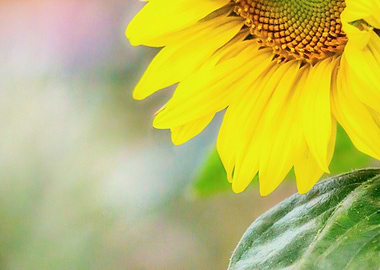 If You Turn To Face The Sun Your Shadows Will Fall Behi ...