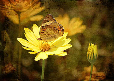 Butter in the Spring