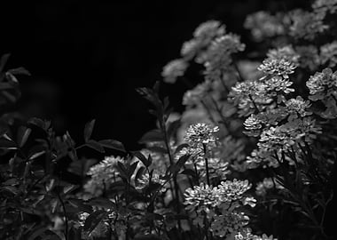 Edelweiss by Moonlight Mono Black and White
