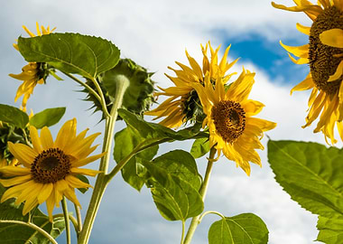 Sunflowers