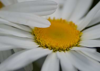 A moment in Sheffield Botanical Gardens