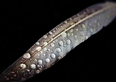 Feather Dew