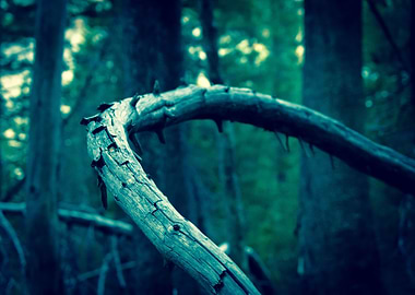 Wonder the Woods: Twisted Branch