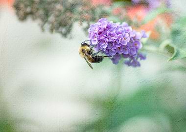 Bee on purple flower