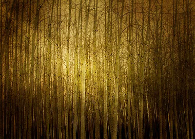 Can't See The Forest For The Trees