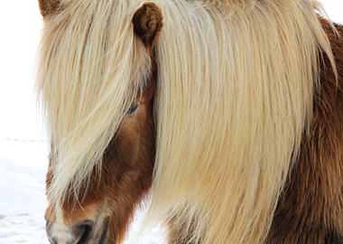 Icelandic horse