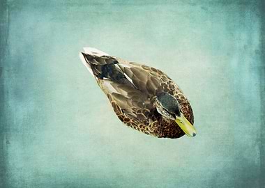 Duck on Teal Blue