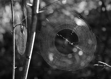 Two Spider Webs
