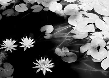 lily pond