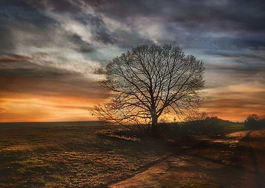 Beneath a Golden Sun